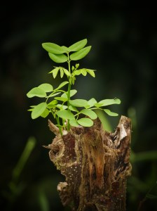 trunk-growth